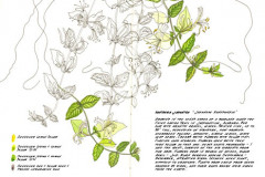 Jauneth-Skinner-©-2019-lonicera-japonica-japanese-honeysuckle-botanical-art-illustration