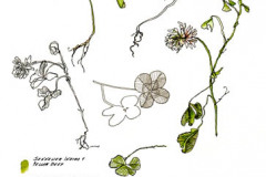 Jauneth-Skinner-©-2019-trifolium-repens-white-clover-botanical-art-illustration