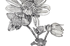 jauneth-skinner-©-2020-1-polymnia-uvedalia-bearsfoot-bw-etching-botanical-art-illustration