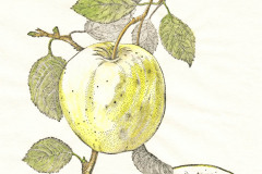 jauneth-skinner-©-2020-golden-delicious-apple-etching-botanical-art-illustration