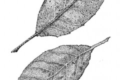 jauneth-skinner-©-elaeagnus-leaves-pen-and-ink-drawing-botanical-art-illustration