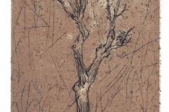 jauneth-skinner-©-ligustro-a-corciano-intaglio-etching-tree-italy