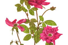 jauneth-skinner-©-2019-rosa-knock-out-roses-botanical-art-illustration